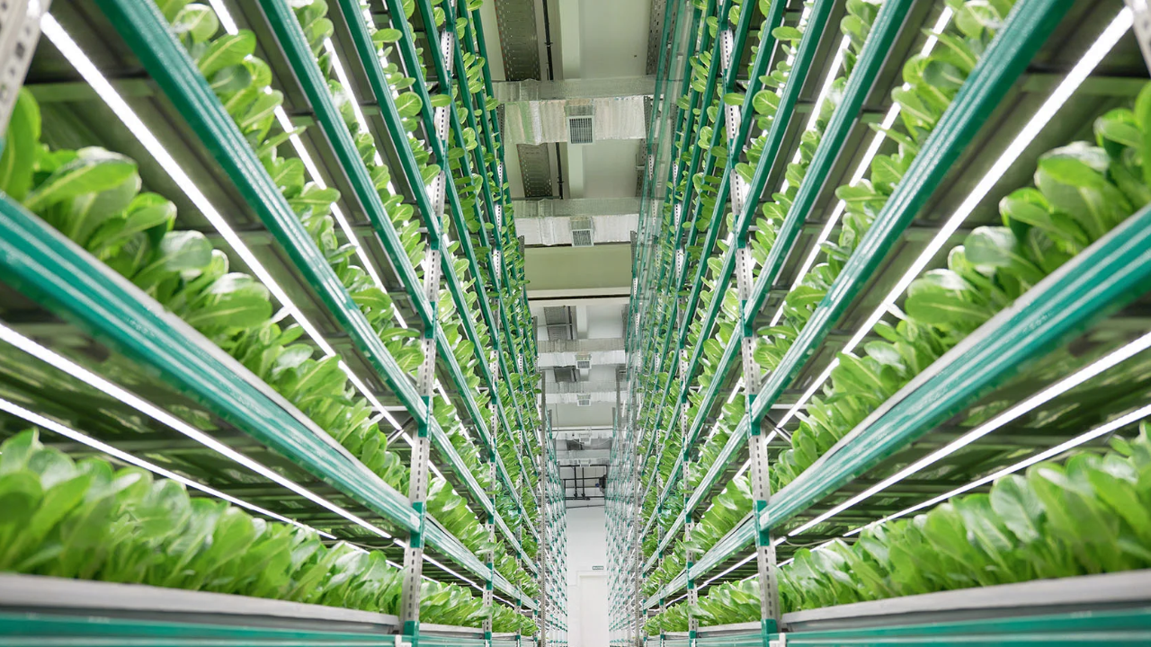 Photo of a vertical garden.